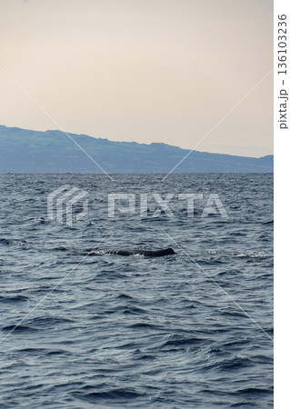 False killer whale surfaces in open ocean near the Azores, with deep blue water, soft waves, and distant island coastline under calm light False killer whale surfaces in open ocean near the Azores, with deep blue water, soft waves, and distant island coastline under calm light 136103236
