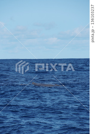 False killer whale swims at the ocean surface with visible dorsal fins against deep blue water and clear sky False killer whale swims at the ocean surface with visible dorsal fins against deep blue water and clear sky 136103237
