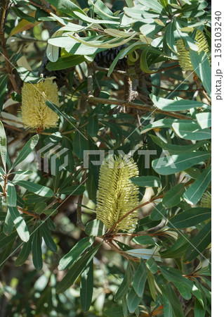 Yellow banksia flower spikes grow among dense green leaves on an evergreen shrub in natural daylight Yellow banksia flower spikes grow among dense green leaves on an evergreen shrub in natural daylight 136103240