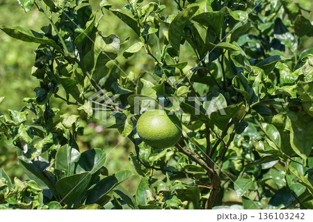 Green pomelo fruit grows on a citrus tree surrounded by dense glossy leaves in natural daylight Green pomelo fruit grows on a citrus tree surrounded by dense glossy leaves in natural daylight 136103242