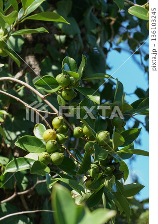 Green loquat fruits and glossy leaves fill the branches of a loquat tree (Eriobotrya japonica) with sunlight filtering through, dense foliage Green loquat fruits and glossy leaves fill the branches of a loquat tree (Eriobotrya japonica) with sunlight filtering through, dense foliage 136103245