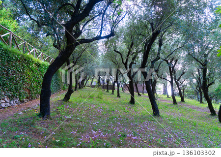 Serene natural scene, Tranquil countryside with blooming flowers and sunlight, Stillness of early dawn over lush greenery and blooming plants creates calming atmosphere 136103302