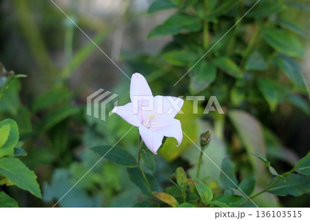 爽やか　白色桔梗の花　秋の七草 136103515