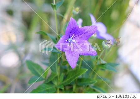 爽やか　桔梗の花　秋の七草 136103516