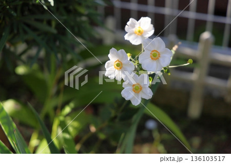 爽やか　シュウメイギクの花 136103517