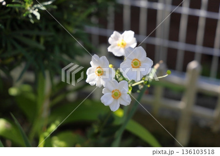 爽やか　シュウメイギクの花 136103518