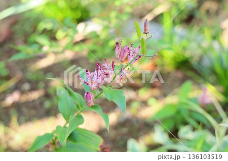 艶やか　ホトトギスの花 136103519