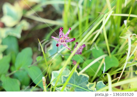 艶やか　ホトトギスの花 136103520
