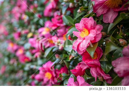 赤城山長命寺に咲く寒椿 鮮やかな冬の花 136103533