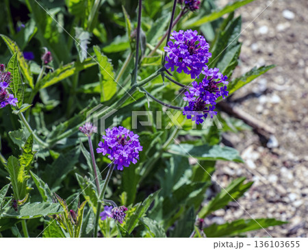 Flowering purple verbena, or Verbena rigida, grows in the Botanical Garden in Nitra, Slovakia. 136103655