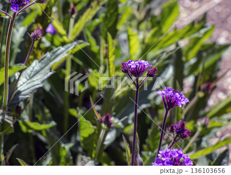 A flowering purple verbena, or Verbena rigida, grows in Botanical Garden in Nitra, Slovakia. 136103656