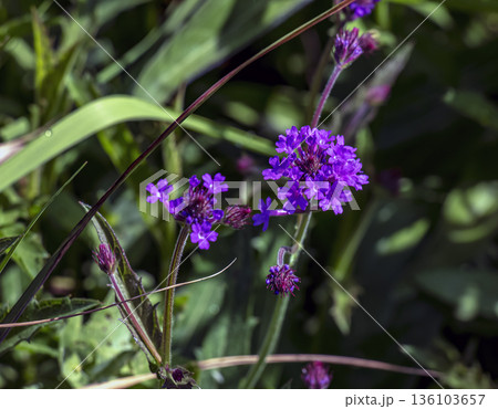A flowering purple verbena, or Verbena rigida, grows in the Botanical Garden in the Nitra, Slovakia. 136103657