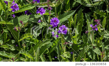 A flowering purple verbena, or Verbena rigida, grows in the Botanical Garden in Nitra, Slovakia. 136103658