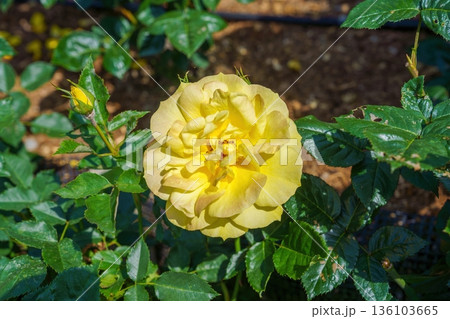 満開に咲く黄色いバラと瑞々しい緑の葉 自然の美しさ 136103665