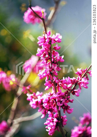 ハナズオウ  紅色の花 136103823