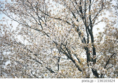 咲き揃った山桜の花 136103824