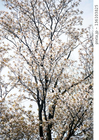 咲き揃った山桜の花 咲き揃った山桜の花 136103825