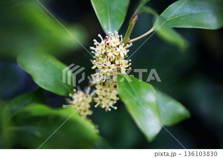 モチノキの花咲く モチノキの花咲く 136103830