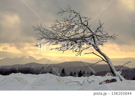 A lonely tree with snow on it is leaning to the right. The sky is cloudy and the sun is setting A lonely tree with snow on it is leaning to the right. The sky is cloudy and the sun is setting 136103844