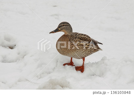 A duck is standing on a snowy surface 136103848