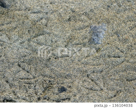 河川敷の砂に付いた鷺の足跡 河川敷の砂に付いた鷺の足跡 136104038