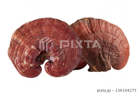 Dried lingzhi mushroom isolated on white background. Dried lingzhi mushroom isolated on white background. 136104275
