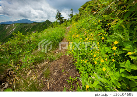 高山植物咲く会津駒ヶ岳・大津岐峠間の登山道から見る燧ヶ岳 高山植物咲く会津駒ヶ岳・大津岐峠間の登山道から見る燧ヶ岳 136104699