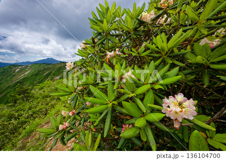 会津駒ヶ岳・大津岐峠間の登山道のシャクナゲと燧ヶ岳の眺め 136104700