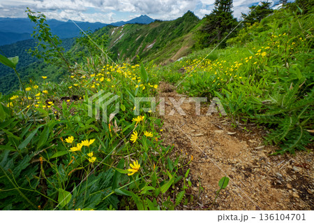 高山植物咲く会津駒ヶ岳・大津岐峠間の登山道から見る燧ヶ岳 高山植物咲く会津駒ヶ岳・大津岐峠間の登山道から見る燧ヶ岳 136104701