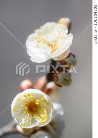 白梅の花 春の風景 白梅の花 春の風景 136104808