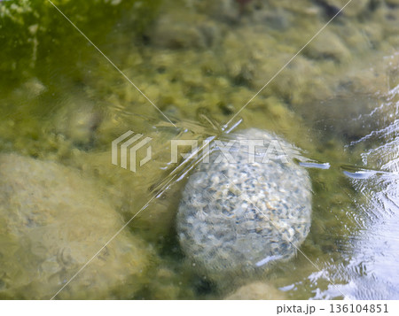 凍り付いた河川敷の水溜まり 136104851