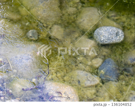 凍り付いた河川敷の水溜まり 凍り付いた河川敷の水溜まり 136104852