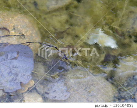 凍り付いた河川敷の水溜まり 凍り付いた河川敷の水溜まり 136104855