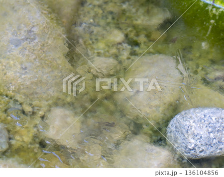凍り付いた河川敷の水溜まり 136104856