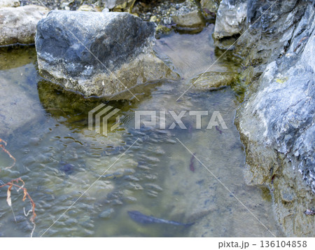 凍り付いた河川敷の水溜まり 凍り付いた河川敷の水溜まり 136104858
