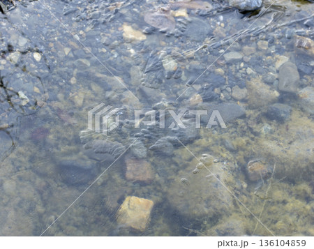凍り付いた河川敷の水溜まり 凍り付いた河川敷の水溜まり 136104859