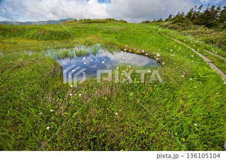 ワタスゲ咲く会津駒ヶ岳稜線の草原 136105104