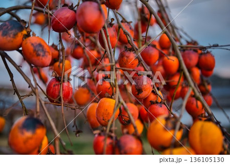 大量に連なった柿 136105130
