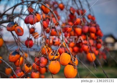 大量に連なった柿 136105131