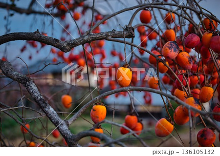 大量に連なった柿 136105132