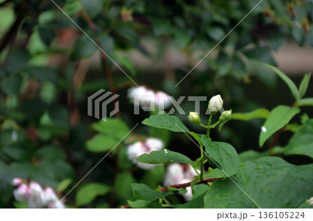 バイカウツギ 梅花空木ユキノシタ科 136105224