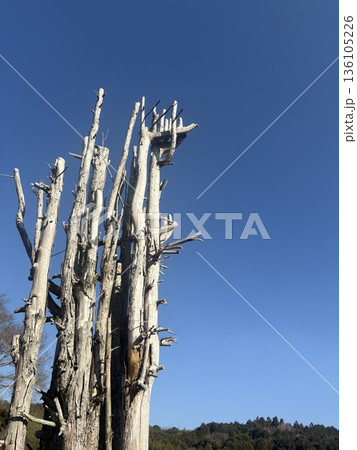冬空に立つ静かな樹木 136105226