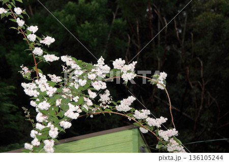 八重咲きの更紗空木(サラサウツギ)の花 八重咲きの更紗空木(サラサウツギ)の花 136105244