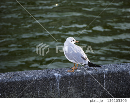 水辺で振り向く、愛らしいカモメ 136105306