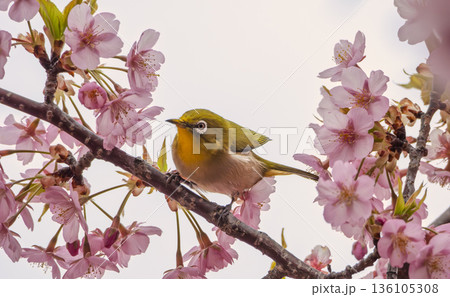 春爛漫。桜の蜜を慈しむメジロの至福 136105308