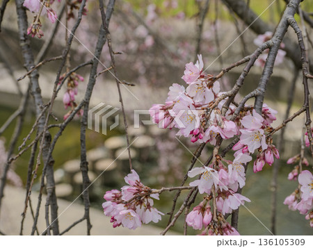 春の訪れを告げる、優美に咲き初める枝垂桜 136105309