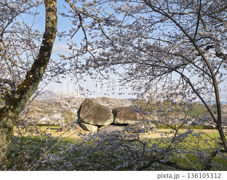 悠久の時を超えて。満開の桜の額縁に抱かれた石舞台古墳 136105312