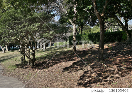 公園の緑地　千葉ポートパーク　 136105405