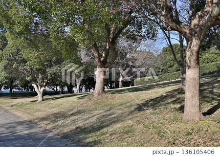 公園の緑地　千葉ポートパーク　 136105406