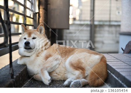 日陰で横になって休んでいる柴犬 136105454